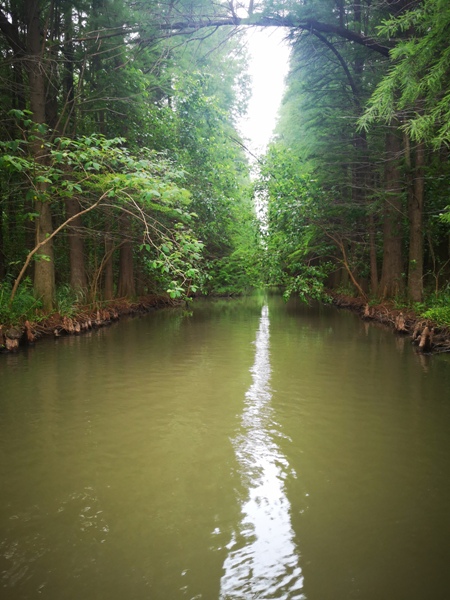 摄影：金湖水上森林（胡凌）