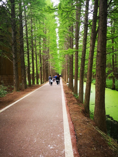 摄影：金湖水上森林（胡凌）