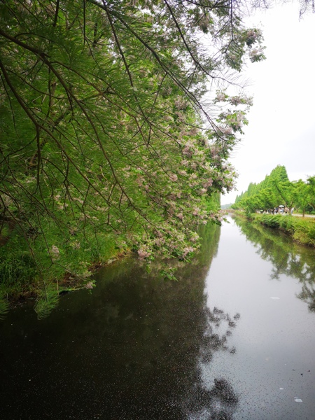 摄影：金湖水上森林（胡凌）