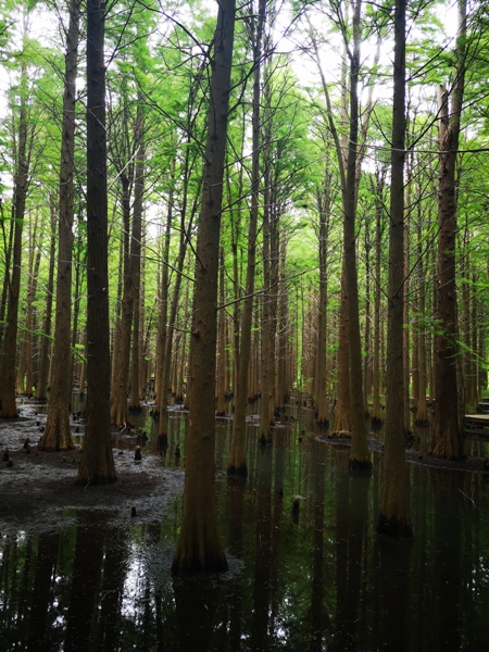 摄影：金湖水上森林（胡凌）