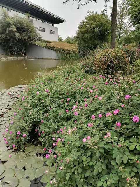 摄影：云龙湖风光（静女）