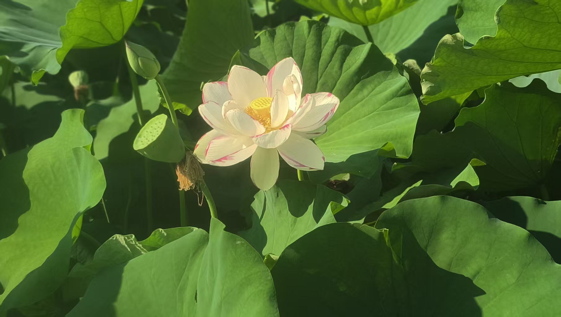 摄影：夏荷飘香（周志龙）
